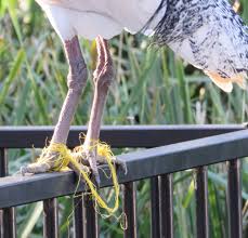 Fishing line is one of the most important tools for fishing. Ibis Saving Our Trees Marrickville Municipality