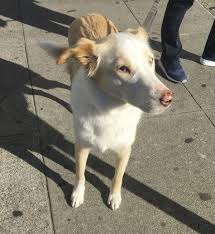The parents are the 3rd and 4th smartest dog. Dog Of The Day Gus The Australian Shepherd White Shepherd Lab And Stuff Mix The Dogs Of San Francisco