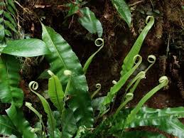Image result for Elaphoglossum kivuense