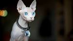 5 Hairless Cat Breeds — The Naked Truth - Catster