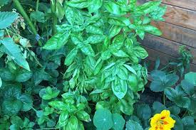Das basilikum (ocimum basilicum), auch basilie, basilienkraut oder königskraut genannt, ist eine gewürzpflanze aus der gleichnamigen gattung basilikum (ocimum) in der familie der lippenblütler. Basilikum Wie Sie Die Pflanze Richtig Pflegen