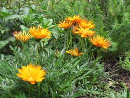 Image result for Gazania krebsiana