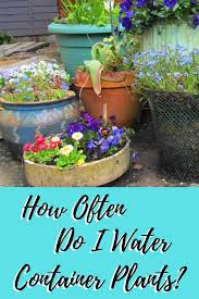 Plants do best when watered about three times a week, factoring in the rain. How To Water Container Plants Garden Down South Container Plants Plants Water Plants