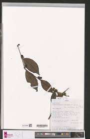 Image result for Argocoffeopsis