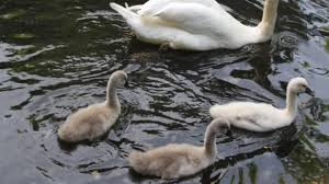 Cambrai Deux Bebes Cygnes Tues A Coups De Pierres Et De Canettes Au Jardin Public