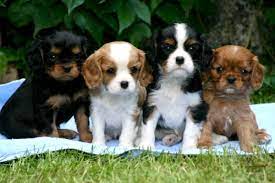 Cavalier King Charles Cavalier Spaniel Puppy Cavalier King Charles Dog Spaniel Puppies