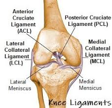 knee joint anatomy diagram focusing on the knee ligaments