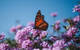 Image result for Monarch Butterfly