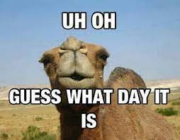 Google search also didn't come up with a good explanation. It S Hump Day Camels Funny Bones Funny Funny Meme Pictures