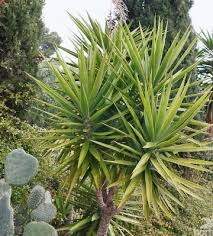 Yucca Conseils De Plantation Et D Entretien Truffaut