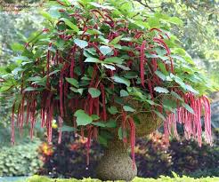 Image result for Acalypha fimbriata