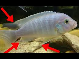 Mavi Prenses Cinsiyet Ayrimi Nasil Yapilir Hd Youtube