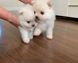 Avalon pomeranians pocatello, id 83204. Priceless White Pomeranian Puppy For Adoption Pets Pet Care In Mumbai 169261475 Clickindia