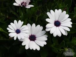 Osteospermum is from africa, hence the name african daisies. Osteospermum Ecklonis Compacta From Burncoose Nurseries