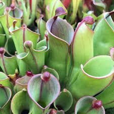 Image result for Monodora minor