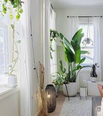 Indoor Bird Of Paradise Plant Care Bird Of Paradise Complete Care Guide That Planty Life In 2020 Birds Of Paradise Plant Birds Of Paradise Best Indoor Plants