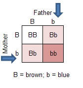 Recessive And Dominant Gene Chart Bedowntowndaytona Com