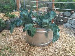 Cattle trough for animal fattening. Galvanized Water Trough Planters Insteading