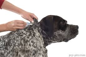 Preparaty przeciw kleszczom dla psów