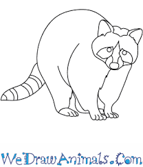 An easy drawing lesson and free printable worksheet to help teach young artist to draw. How To Draw A Raccoon Dog