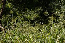 Image result for Panicum maximum