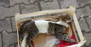 ayagi ve govdesi alciya alinmis kedi pazarci tezgahinda hayata tutundu