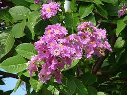 Check spelling or type a new query. List Of Flowering Trees In India 1 Is My Favourite