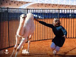The ultimate insiders' guide to southern culture, recipes, travel, and events. Watch Saudi Arabia Holds Camel Fighting Competition Saudi Gulf News