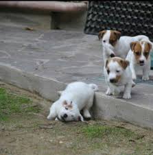 Watch Out That First Step Is A Doozy Jack Russell Jack Russell Puppies Fox Terrier