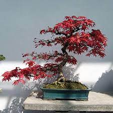 The japanese maples come in a very wide variety of cultivars. Mabes Warehouse Japanese Red Maple Bonsai Tree 20 Seeds Acer Palmatum Real Beautiful Air Purifier Bonsai Plant Live Indoor Tree Plants Japanese Home Decor Bonsai Garden Seed Pack Pricepulse