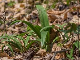 Image result for Alliaceae