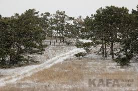 снег выпал только в январе на третье в ночь Zimy Zhdala Zhdala Priroda Sneg Vypal Tolko V Yanvare Gazeta Kafa Novosti Feodosii I Kryma