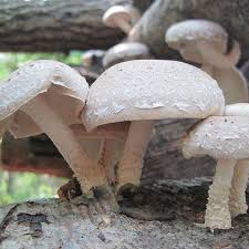 Image result for Lentinus edodes