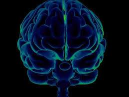 Many organisms do not have true brains, but. Your Autopilot Mode Is Real Now We Know How The Brain Does It New Scientist