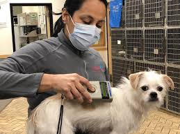4707 n sheridan rd, peoria, il 61614 All Pets Veterinary Hospital Rancho Palos Verdes Ca