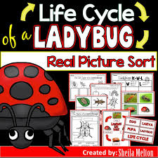 Life Cycle Of A Ladybug Ladybug Life Cycle Life Cycles Life Cycle Books