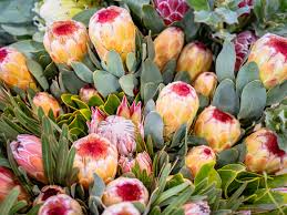 Image result for Haplocoelum