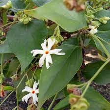 Parijat Flower In 2021 Flowers Photography Flowers Beautiful