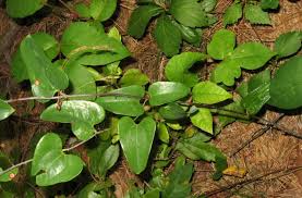 Image result for Smilax