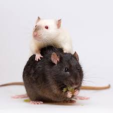 Instagram Photo By Kldk Mosk May 16 2016 At 7 01pm Utc Cute Rats Animals Funny Animals