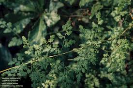 Image result for Lygodium