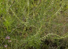 Image result for Caylusea