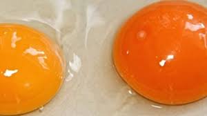 If you are on the egg diet, then you know what to prepare. Why Do Some Eggs Have Double Yolks Double Yolk Egg Answers