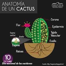 Son de color verde, alli estan los cloroplastos y alli se hace la fotosíntesis de la misma manera que se hace en las plantas con hojas la mayoría de los vegetales en el los cactus solamente abren los estomas por la noche, par evitar la deshidratación. Terranova Viveros Por Que Tienen Espinas Los Cactus