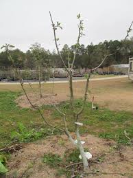 Our lifetime wire branch spreader trains young lateral branches to a more horizontal position. Training Fruit Trees Just Fruits And Exotics
