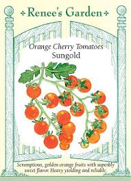 Maybe you would like to learn more about one of these? Sungold Orange Cherry Tomatoes Renee S Garden Seeds