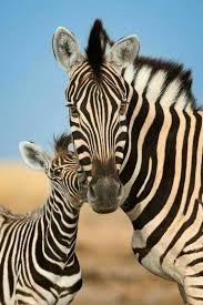 Pin By Sadet On Zebra Zebras Nature Animals Zebra