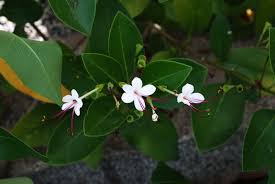 Image result for Volkameria