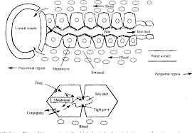 The main artery that supplies the blood to the tongue is the lingual branch og. Figure I From Modeling Of Drug Elimination By The Liver 1 Main Concepts And Physiologically Justified Clearance Models A Review Semantic Scholar