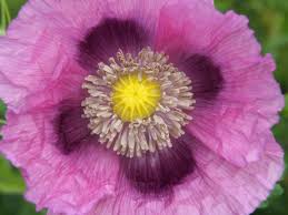 Get directions, reviews and information for flowers by lisa in east haven, ct. Cool Flowers Early Spring Bloomers